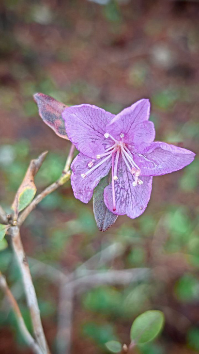 Early Flowering at the Botanical Garden | Image 3