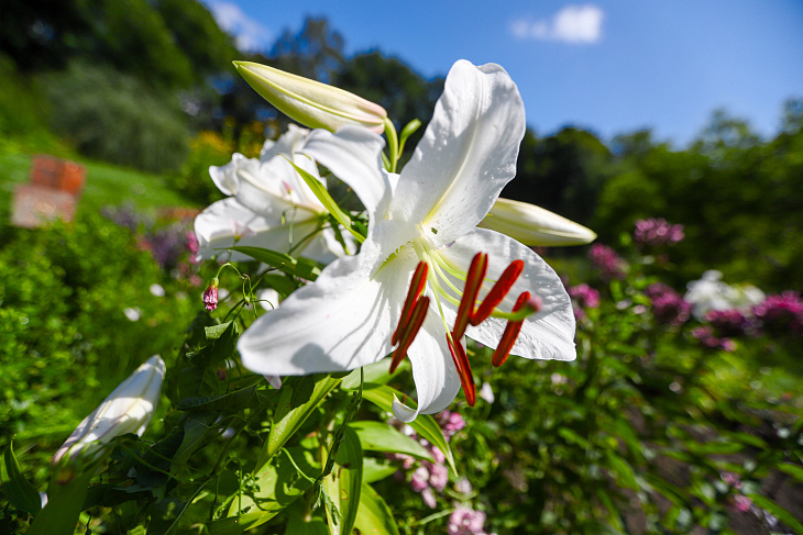 Magnolias Flower in the Botanical Garden Again | Image 1