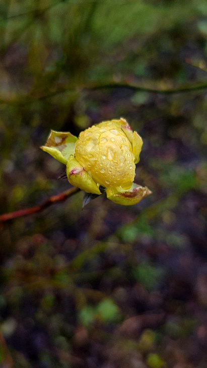 See Christmas Roses and Witch Hazel at the Botanical Garden | Image 9