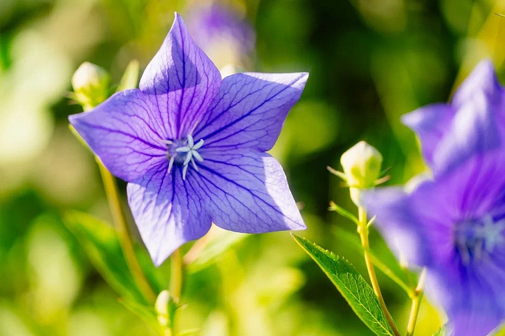 IKBFU Botanical Garden Welcomes Visitors to Enjoy Late Summer Blooms | Image 1