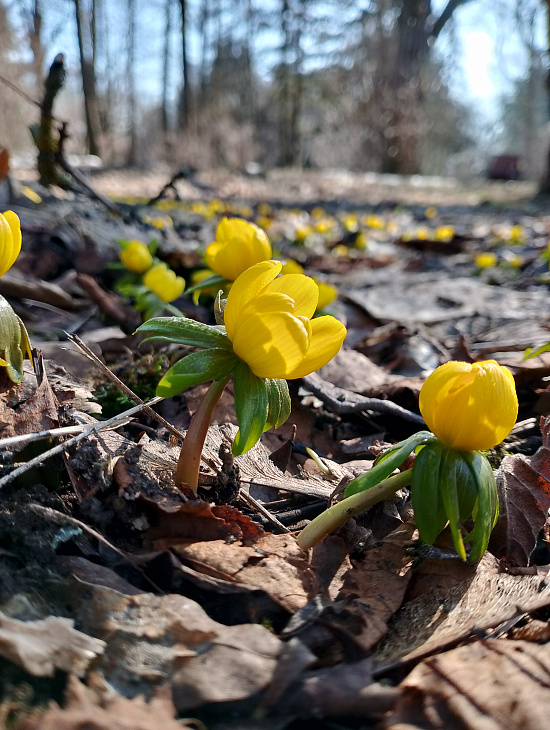 Spring in the IKBFU Botanical Garden — Photo Report | Image 2
