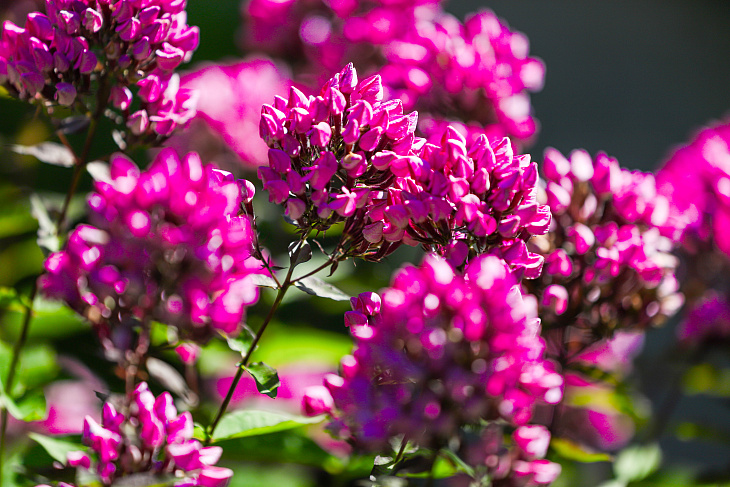 Magnolias Flower in the Botanical Garden Again | Image 15