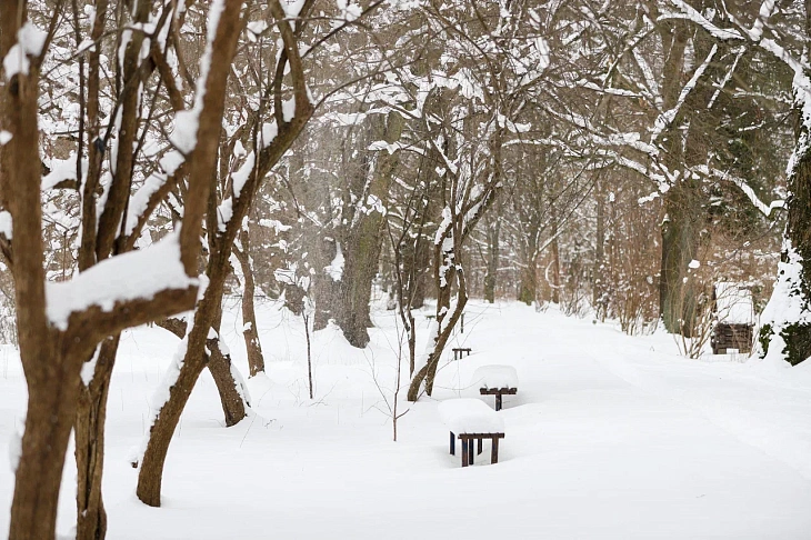 February Brings Heavy Snow to Botanical Garden | Image 7