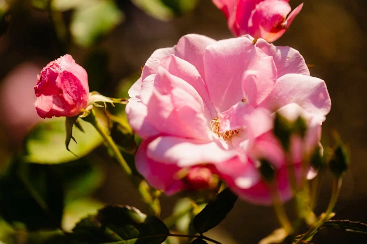 IKBFU Botanical Garden Welcomes Visitors to Enjoy Late Summer Blooms | Image 8