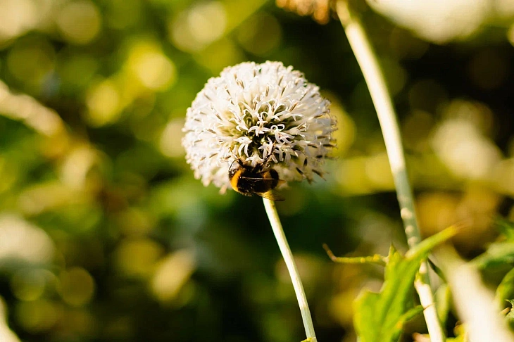 IKBFU Botanical Garden Welcomes Visitors to Enjoy Late Summer Blooms | Image 18