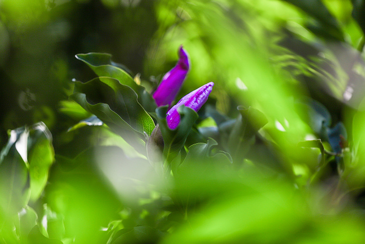 Magnolias Flower in the Botanical Garden Again | Image 21