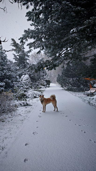 Winter Wonderland at the Botanical Garden | Image 11