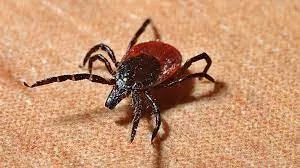 Ученые БФУ проверили клещей на инфекции в парке «Виштынецкий» 