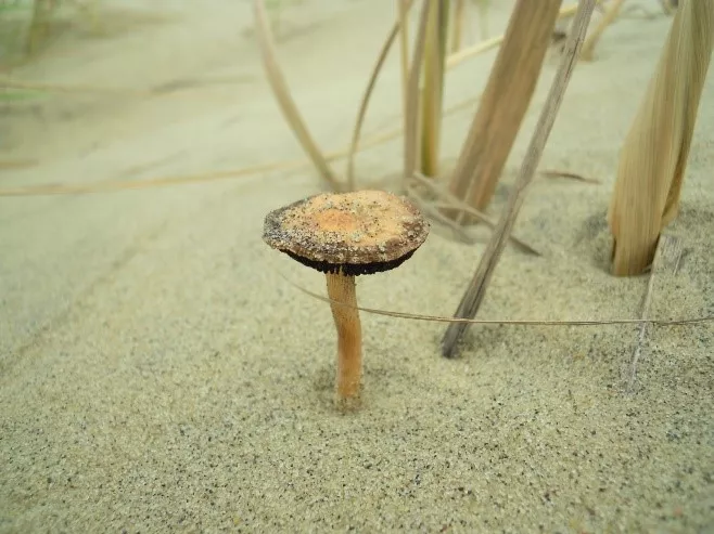 Дюнные грибы. Красная книга Калининградской области.jpg