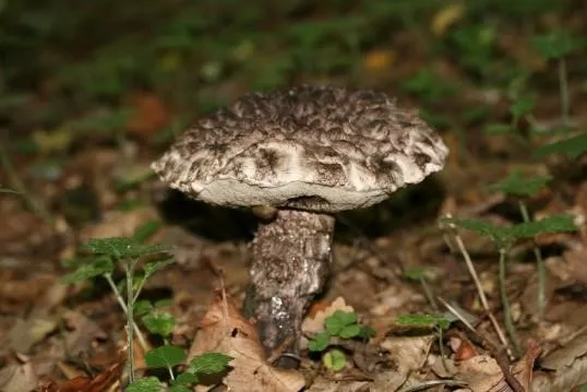 Шишкогриб хлопьеножковый.jpg