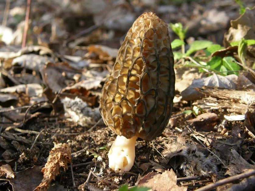 Сморчок конический.jpg