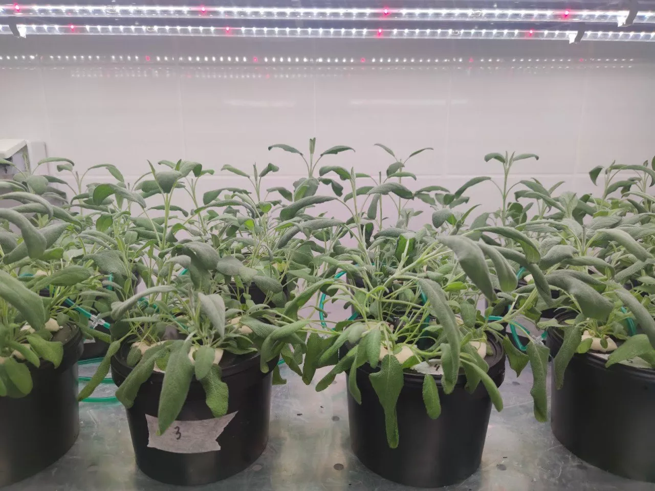 Шалфей лекарственный