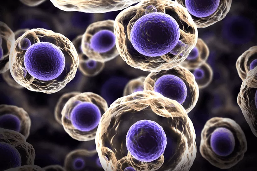 stem_cells.png