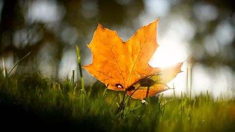 Эксперт БФУ им.&nbsp;И.&nbsp;Канта: «осенней депрессии не&nbsp;существует»