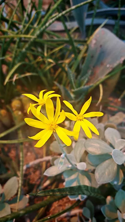 Как в&nbsp;Ботсаду переживают самые холодные зимние дни и&nbsp;ночи: камелия зацвела, ель сломалась от&nbsp;мороза |  3