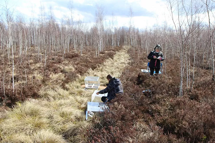 На карбоновом полигоне «Росянка» провели измерения климатически активных газов |  9