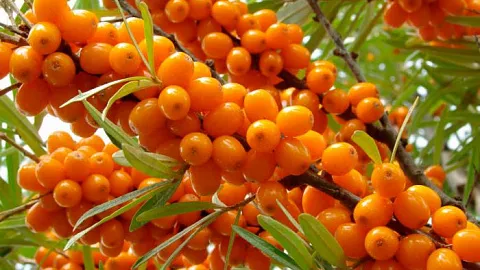 Ученые БФУ доказали эффективность БАД на&nbsp;основе масла облепихи и&nbsp;шиповника