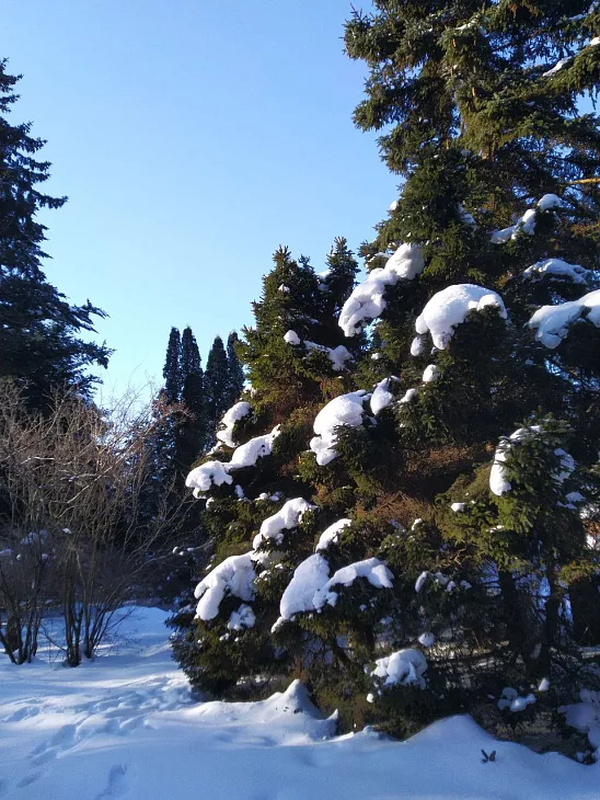 Как в&nbsp;Ботсаду переживают самые холодные зимние дни и&nbsp;ночи: камелия зацвела, ель сломалась от&nbsp;мороза |  7