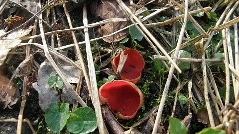 ЭКСПЕРТИЗА БФУ. Весенние грибы: где встретить и можно ли употреблять в пищу?