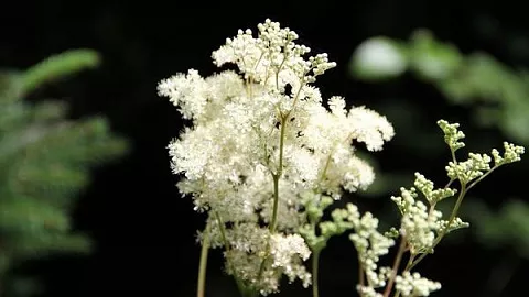 Ученые сделали новые открытия о распределении биологически активных веществ и антиоксидантной активности таволги