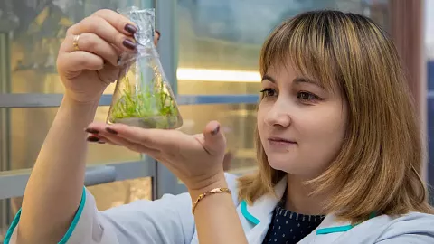 Ученые БФУ им.&nbsp;И.&nbsp;Канта нашли новые целебные свойства донника лекарственного 