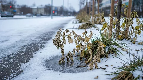 Эксперт БФУ им.&nbsp;И.&nbsp;Канта рассказал, чем опасны для&nbsp;людей и&nbsp;растений противогололедные реагенты