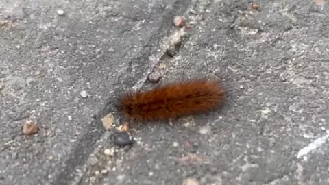 В БФУ им.&nbsp;И.&nbsp;Канта обнаружили гусеницу — предвестницу скорого наступления весны