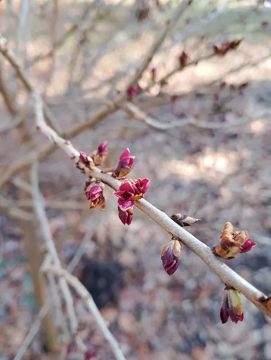 Весна в&nbsp;Ботаническом саду БФУ — фоторепортаж |  1