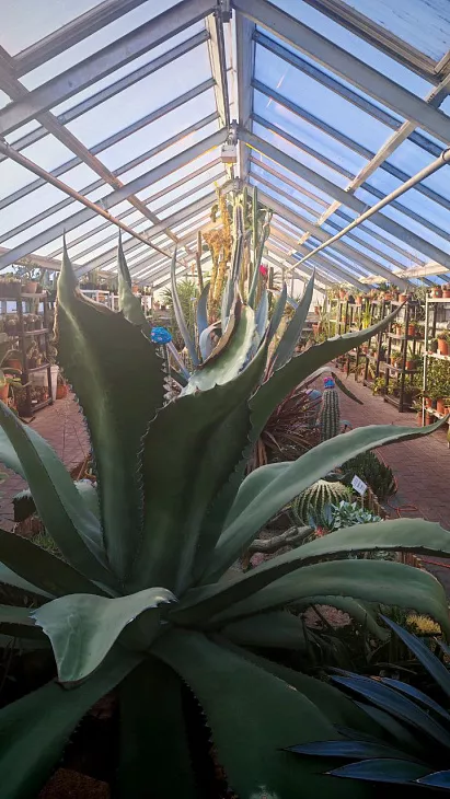 Как в&nbsp;Ботсаду переживают самые холодные зимние дни и&nbsp;ночи: камелия зацвела, ель сломалась от&nbsp;мороза |  6