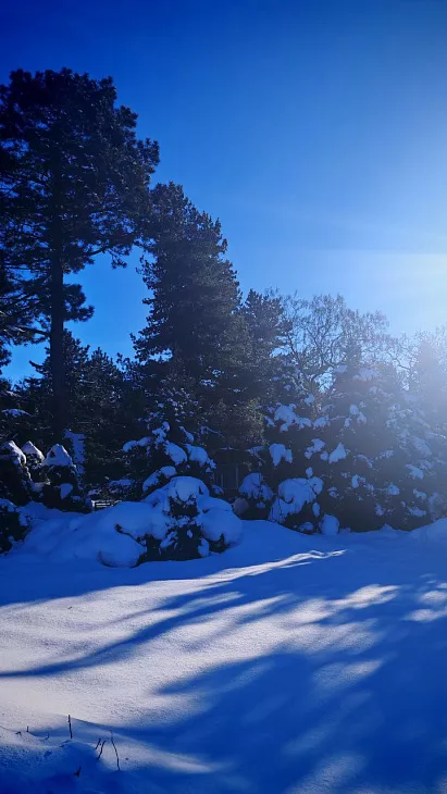 Как в&nbsp;Ботсаду переживают самые холодные зимние дни и&nbsp;ночи: камелия зацвела, ель сломалась от&nbsp;мороза |  9