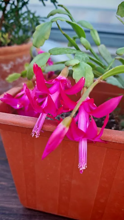 Как в&nbsp;Ботсаду переживают самые холодные зимние дни и&nbsp;ночи: камелия зацвела, ель сломалась от&nbsp;мороза |  5