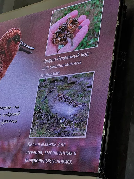 От Балтики до&nbsp;Берингии: в&nbsp;БФУ им.&nbsp;И.&nbsp;Канта обсудили спасение редких куликов |  8