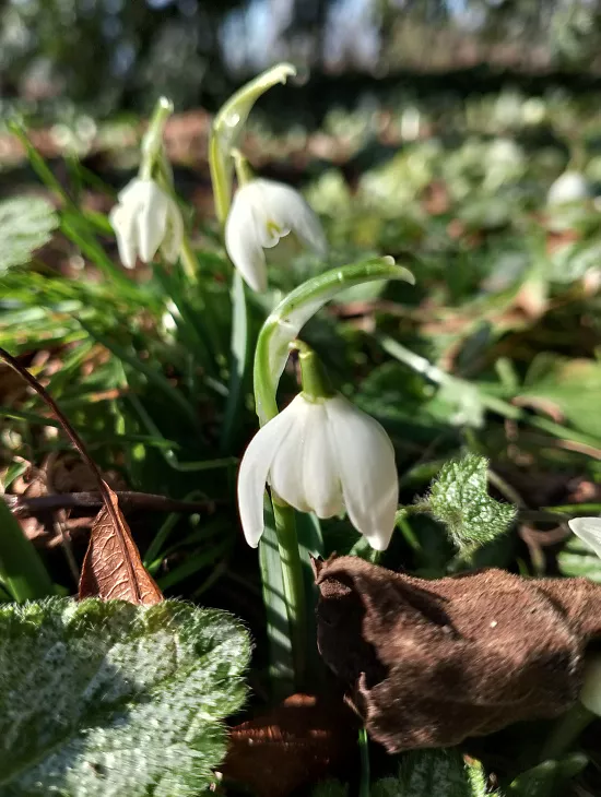 Весна в&nbsp;Ботаническом саду БФУ — фоторепортаж |  5