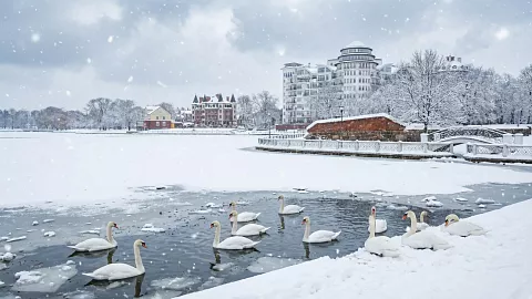 Эксперт БФУ: птицы гибнут не&nbsp;от&nbsp;холода, а&nbsp;от&nbsp;голода