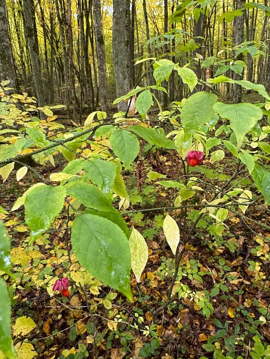 Из аудитории — в Нацпарк Виштынецкий |  6