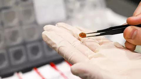 Ученые БФУ им.&nbsp;И.&nbsp;Канта разрабатывают спектральный атлас окаменелых смол мира 