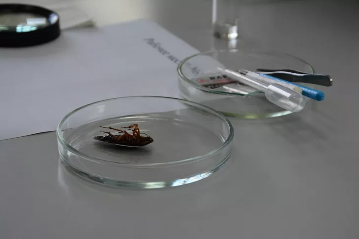 В БФУ подвели итоги Всероссийской олимпиады школьников по&nbsp;биологии «Кантарион» |  6