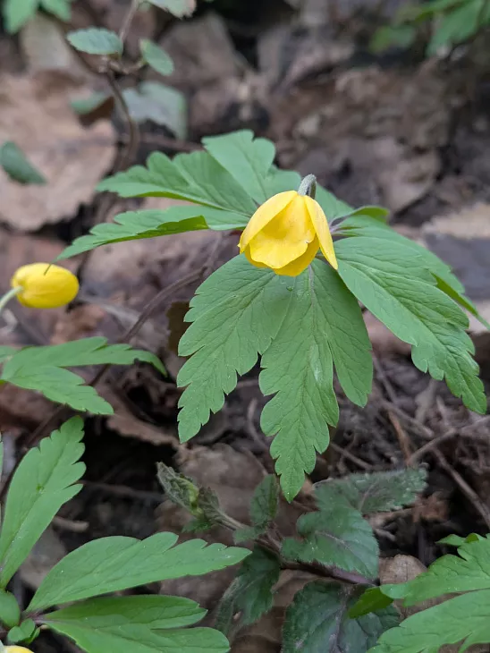 Магистранты-биологи обнаружили краснокнижного красного коршуна и&nbsp;редкие лишайники в&nbsp;ущелье Серебряного ручья |  3