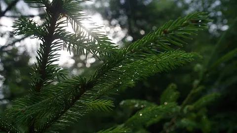 Эксперт БФУ им. И. Канта: вспышка фузариоза в Калининграде не удивительна