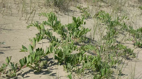 Исследователи БФУ им.&nbsp;И.&nbsp;Канта изучают механизмы адаптации растений Куршской косы к&nbsp;неблагоприятным природным условиям