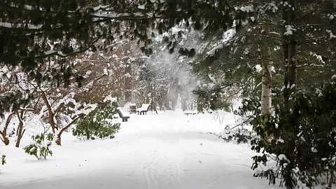Снежная зима помогает насекомым: прогноз биолога БФУ им.&nbsp;И.&nbsp;Канта на&nbsp;весну 