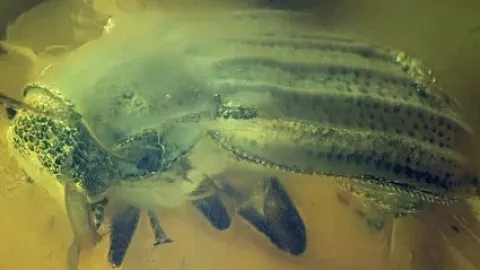 Ученые описали новую для науки группу жуков-мелирин из балтийского, ровенского и датского янтарей